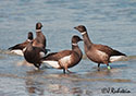 Branta bernicla